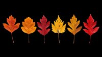 Six colorful autumn leaves in red, orange, yellow shades isolated on transparent background. Ready for fall clipart, stickers, t-shirt design, sublimation, and print on demand.