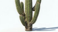 Tall saguaro cactus with multiple arms casting shadow on white background, isolated desert plant for design and botanical projects.