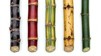 Five colorful bamboo canes in different natural shades including dark brown, red, green striped, yellow with spots, and solid green isolated on white background.