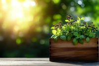Fresh herbs growing in rustic wooden planter box on outdoor deck with soft sunlight and natural bokeh background, green leaves catching morning light.