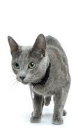 Gray tabby cat with striking green eyes wearing a black collar, isolated on white background for pet care, veterinary, and animal product design use.