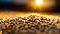 Golden soybeans drying in warm sunlight, creating natural bokeh effect with sunset glow. Agricultural harvest backdrop shows fresh crop details and texture.