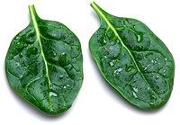 Fresh spinach leaves with water droplets isolated on white background for healthy cooking and nutrition concepts.