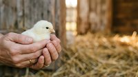 Adult farmer with weathered hands holding a young yellow chick in a rustic barn setting with straw bedding and wooden structures in background.