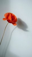 Single red poppy flower with delicate petals and long stem casting shadow on white background for botanical design and nature projects.