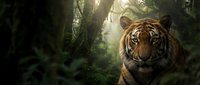 Tiger walking through dense jungle foliage with sunlight filtering through canopy, wildlife in natural habitat for nature and animal content.