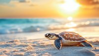 Sea turtle hatchling crawling on white sandy beach at golden sunset with ocean waves and glowing sun reflection on turquoise water background.