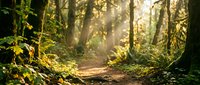 Sunlit forest path winding through dense woodland with golden light filtering through canopy, moss-covered ground, and lush green vegetation creating serene natural landscape.