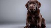 Adorable chocolate Labrador retriever puppy with expressive eyes sitting on gray background, looking up with innocent expression. Pet photography for animal care services.
