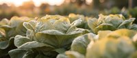 Fresh organic lettuce growing in garden bed with morning sunlight creating warm golden glow over green leafy vegetables ready for harvest in agricultural field.