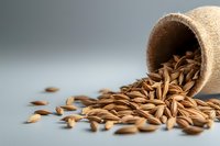 Organic cumin seeds spilling from rustic clay pot on gray background, macro food photography showing texture and detail of aromatic spices used in cooking.