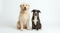 Two happy dogs sitting together on white background, golden retriever and border collie mix breeds posing for portrait, pet friendship and companionship.