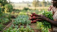 Farmer holding freshly harvested red beets with green leaves in vegetable garden field during daytime harvest season.