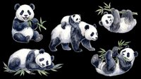 Cute giant pandas in various playful poses with bamboo leaves, isolated on transparent background. Ready for t-shirt designs, stickers, clipart, sublimation, print-on-demand products and digital crafts.