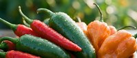 Fresh colorful chili peppers with water droplets on natural green background for cooking and spicy food preparation.