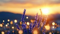 Purple lavender flowers blooming in golden sunset light with warm bokeh background creating dreamy atmospheric mood for wellness and relaxation themes.