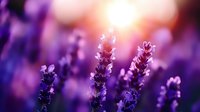 Purple lavender flowers blooming in soft sunlight with dreamy bokeh background creating peaceful aromatherapy and wellness atmosphere for spa relaxation.
