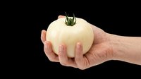 Hand holding a white heirloom tomato, isolated on transparent background. Great for food clipart, stickers, print on demand, T-shirt design, and sublimation projects.