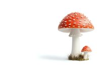 Red and white spotted fly agaric mushrooms isolated on white background, larger and smaller specimens growing in grass.
