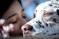 Close-up of young Asian woman and spotted Dalmatian dog sleeping peacefully together showing bond between human and pet companion.