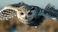 Snowy owl in flight with wings spread wide against blurred natural background, fierce amber eyes focused forward, detailed white and black feather pattern visible.