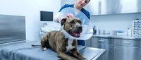 Veterinarian examining brindle bulldog with protective cone collar on examination table in modern clinic after surgery or medical treatment.