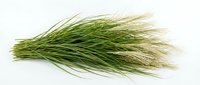 Fresh green ornamental grass bunch with golden seed heads, isolated on white background, ready for floral design, nature decor projects.