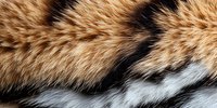 Natural red fox fur macro texture with white and brown stripes pattern showing detailed animal hair structure and coloring. Suitable for wildlife and nature designs.