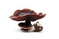 Brown mushroom with wide cap and gills growing from soil, isolated on pure white background, macro photography showing detailed texture and structure.