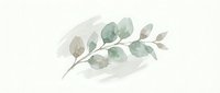 Watercolor eucalyptus branch with soft green and beige leaves on white background, botanical illustration for wedding invitations and natural decor.