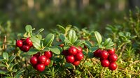 Fresh red lingonberries growing on green shrub branches in natural forest environment during autumn harvest season.
