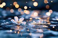 White flower floating on water surface with bokeh lights and reflections, suitable for wellness, spa, and nature-themed designs.
