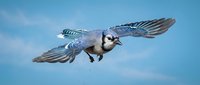 Blue jay bird flying with spread wings against clear blue sky background showcasing natural wildlife behavior and graceful flight motion.