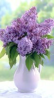 Fragrant purple lilac flowers arranged in white ceramic vase against soft green background, creating romantic spring atmosphere for floral design.
