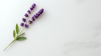 Fresh lavender sprigs with vibrant purple blooms and green leaves isolated on white background, suitable for wellness, spa, and aromatherapy designs.