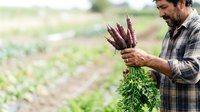 Mature male farmer with dark hair and beard, wearing plaid shirt, holding fresh purple carrots with green tops in agricultural field setting.