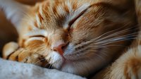 Peaceful ginger cat sleeping in soft sunlight, showing relaxed facial expression and whiskers. Close up portrait captures serene feline moment.