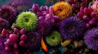 Vibrant sea urchins and marine life create colorful underwater ecosystem display. Purple, green, orange spiny creatures with coral formations for ocean education.