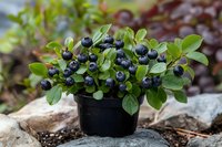 Fresh blueberry plant with ripe dark berries and green leaves in black pot on rustic stone surface for organic gardening and healthy eating concepts.