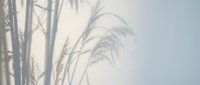 Delicate dried grass stems and reeds swaying against soft pastel sky background creating peaceful natural minimalist composition for wellness and meditation designs.