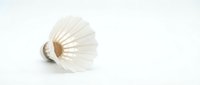 Isolated dried flower head with delicate cream petals and tan center on white background, ready for design projects, botanical artwork, and decorative applications.