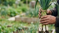 Farmer holding freshly harvested leeks with soil-covered roots in vegetable garden, showcasing organic produce and sustainable agriculture practices.