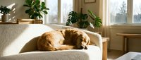 Golden retriever dog sleeping peacefully on beige sofa in bright living room with houseplants and natural sunlight streaming through windows.