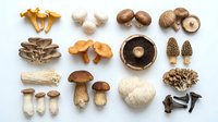Assorted fresh and dried mushrooms including chanterelles, button, cremini, portobello, oyster, shiitake, and morel varieties arranged on white background for culinary and food styling use.