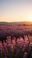 Lavender field at golden hour sunset with purple flowers blooming in rows, soft warm light creating romantic atmosphere for aromatherapy and wellness content.