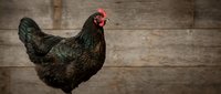 Dark feathered hen with red comb standing against rustic wooden background, suitable for farm, agriculture, poultry, and rural lifestyle content.