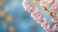 Delicate pink cherry blossoms blooming on tree branch against soft blue sky background. Spring sakura flowers in natural sunlight for seasonal designs.