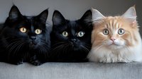 Three adorable fluffy kittens sitting together on gray surface, two black cats with yellow eyes and one orange tabby with blue eyes, domestic pets concept.