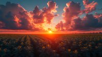 Dramatic sunset over blooming sunflower field with vibrant orange and pink clouds illuminating rows of golden flowers stretching toward horizon. Agricultural landscape at dusk.