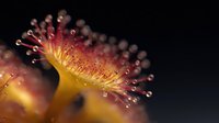 Vibrant macro shot of sundew plant with glistening red tentacles and sticky droplets against dark background, showing carnivorous nature in stunning detail.